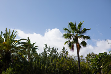 sunny palm tree, plants and blue sky background