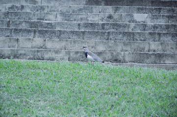 pigeon on the wall