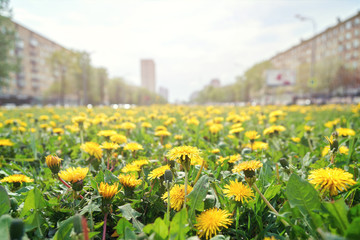 A lot of yellow dandelions growing on Leninsky avenue in Moscow in springtime with cars driving along the street.