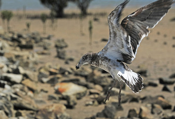Möwe mit totem Fisch am Strand