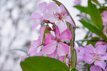 pink flowers of a tree