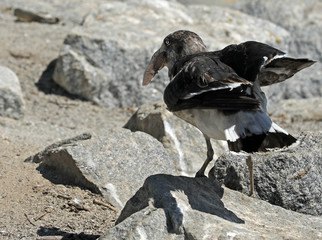 Möwe mit totem Fisch am Strand