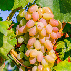 Yellow pink grapes. New vintage wine background concept,  close up. Pink grapevine in sunny light