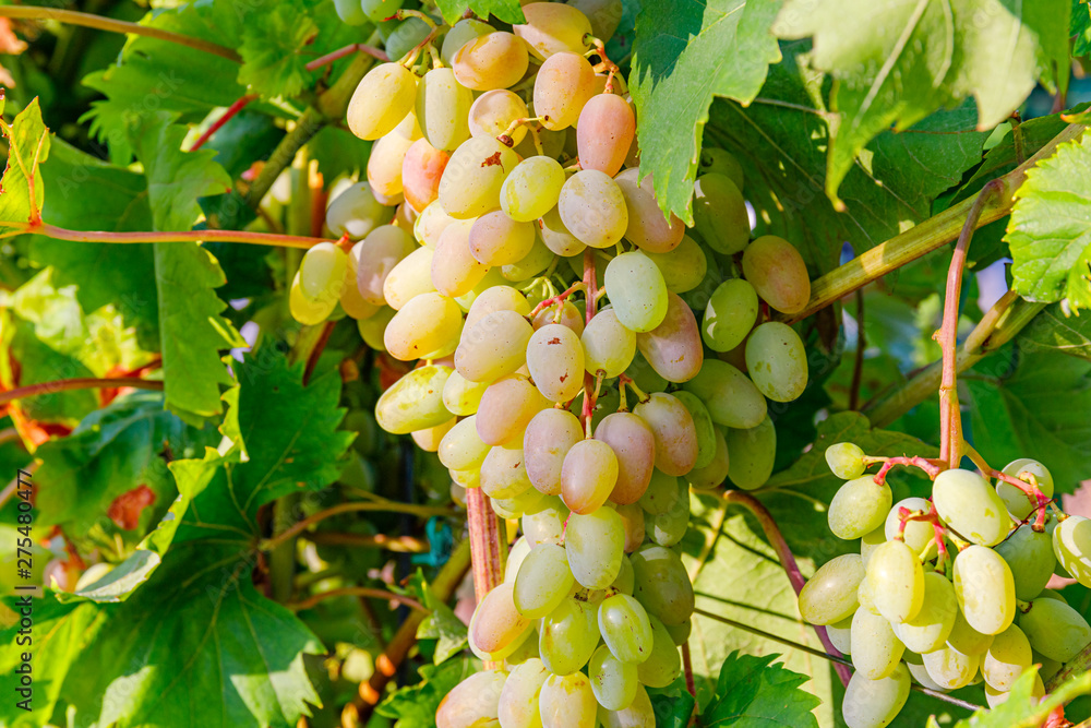 Sticker Yellow pink grapes. New vintage wine background concept,  close up. Pink grapevine in sunny light