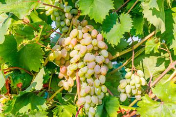 Yellow pink grapes. New vintage wine background concept,  close up. Pink grapevine in sunny light