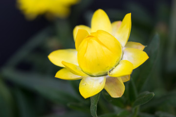 Flor amarilla