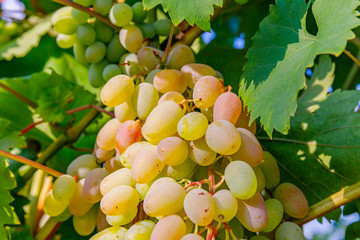 Yellow pink grapes. New vintage wine background concept,  close up. Pink grapevine in sunny light