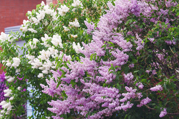 Obraz premium Beautiful purple lilac flowers blossom