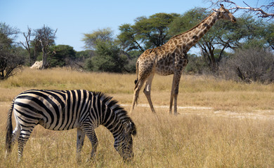 Fototapeta premium africa