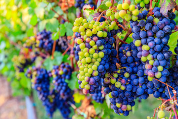  New vintage wine background concept,  close up