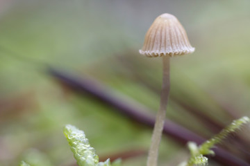 Mycena cinerella small mushroom close up