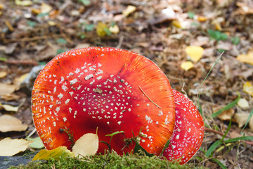 Detail of amanita muscaria or fly agaric mushroom red cap