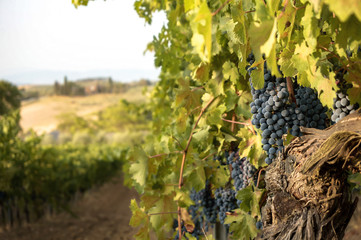 Blue grapes growing in vineyard on vine,  Tuscany, Val d'orcia
