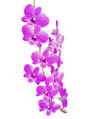 Fototapeta na wymiar Pink Thai orchid with white background