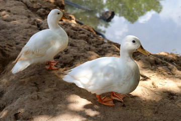 White duck are resting near a pond in the morning.