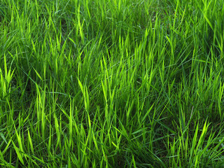 Grünes Gras