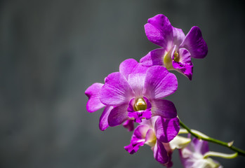 Fototapeta na wymiar orchids.orchids purple is considered the queen of flowers in Thailand.
