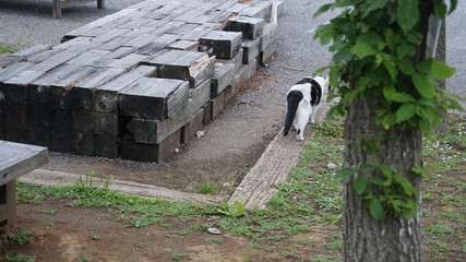 養老渓谷に住む猫