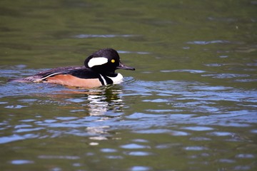 A Male Hooded merganser swimming in the pond.   The George C. Reifel Migratory Bird Sanctuary BC Canada