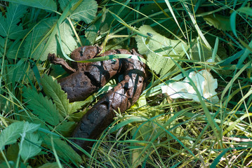 Human feces on the grass close-up