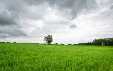 Green field and cloudy skies