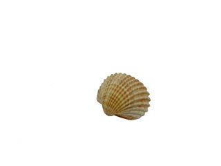 sea shell on white background