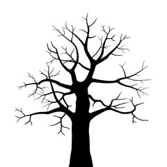 Fototapeta premium Tree silhouette