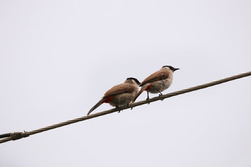 Back of Bulbul isolated background on electric wire animal wildlife in nature background