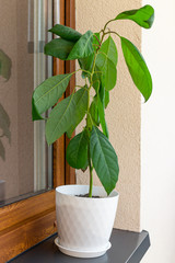 Green potted avocado plant on window still. - 275484668