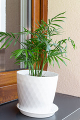 Potted small green palm plant on window sill.