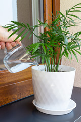 A hand water potted palm plant. - 275484832
