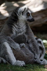 Madre lemur de cola anillada con su cría pequeña