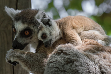 Madre lemur de cola anillada con su cría pequeña