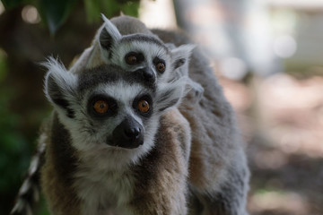 Madre lemur de cola anillada con su cría pequeña © Azahara