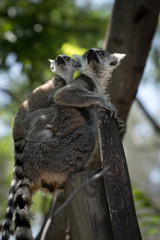Naklejka premium Madre lemur de cola anillada con su cría pequeña