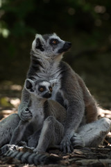 Madre lemur de cola anillada con su cría pequeña