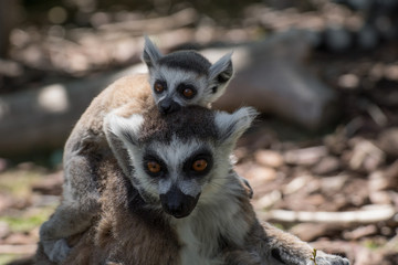 Madre lemur de cola anillada con su cría pequeña