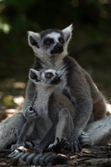 Madre lemur de cola anillada con su cría pequeña © Azahara