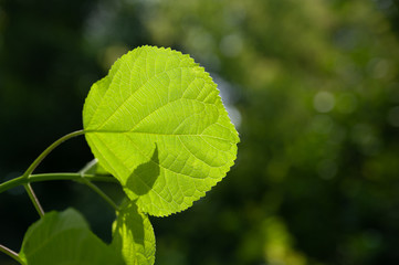 Green leaf shines through the sunlight, selective focus.