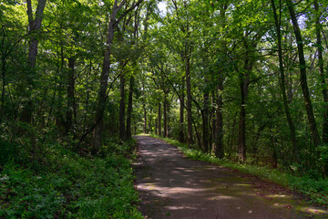 Shaded Forest Trail with Lush Green Plants and Trees at Red Gate Woods in Suburban Chicago
