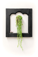 Ivy hanging in black wooden frame on white wall.