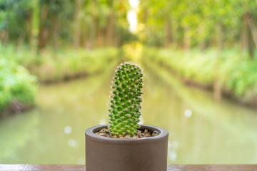 Mini cactus in clay pot and canal on  background.