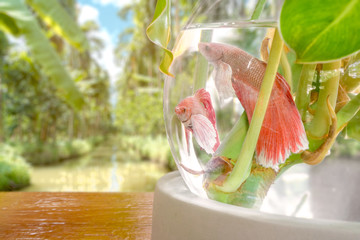 Fish in fishbowl with canal background.