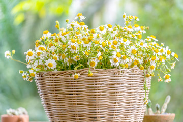 Daisy flower growth in wicker basket.