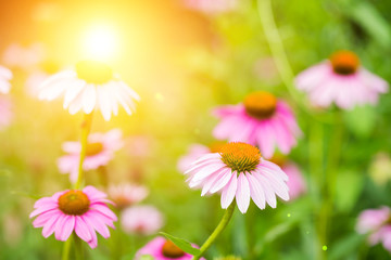Field of echinacea flowers at sunset