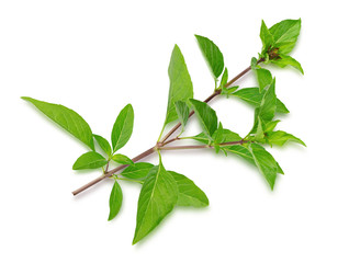 Fresh herbs. Green basil Isolated on white background