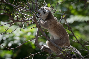 Joven cría de lemur de cola anillada