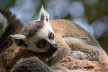 Joven cría de lemur de cola anillada