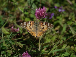 painted lady butterfly (Vanessa cardui)