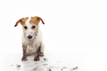 GUILTY DIRTY DOG. FUNNY JACK RUSSELL AFTER PLAY INA MUD PUDDLE. ISOLATED AGAINST WHITE BACKGROUND.